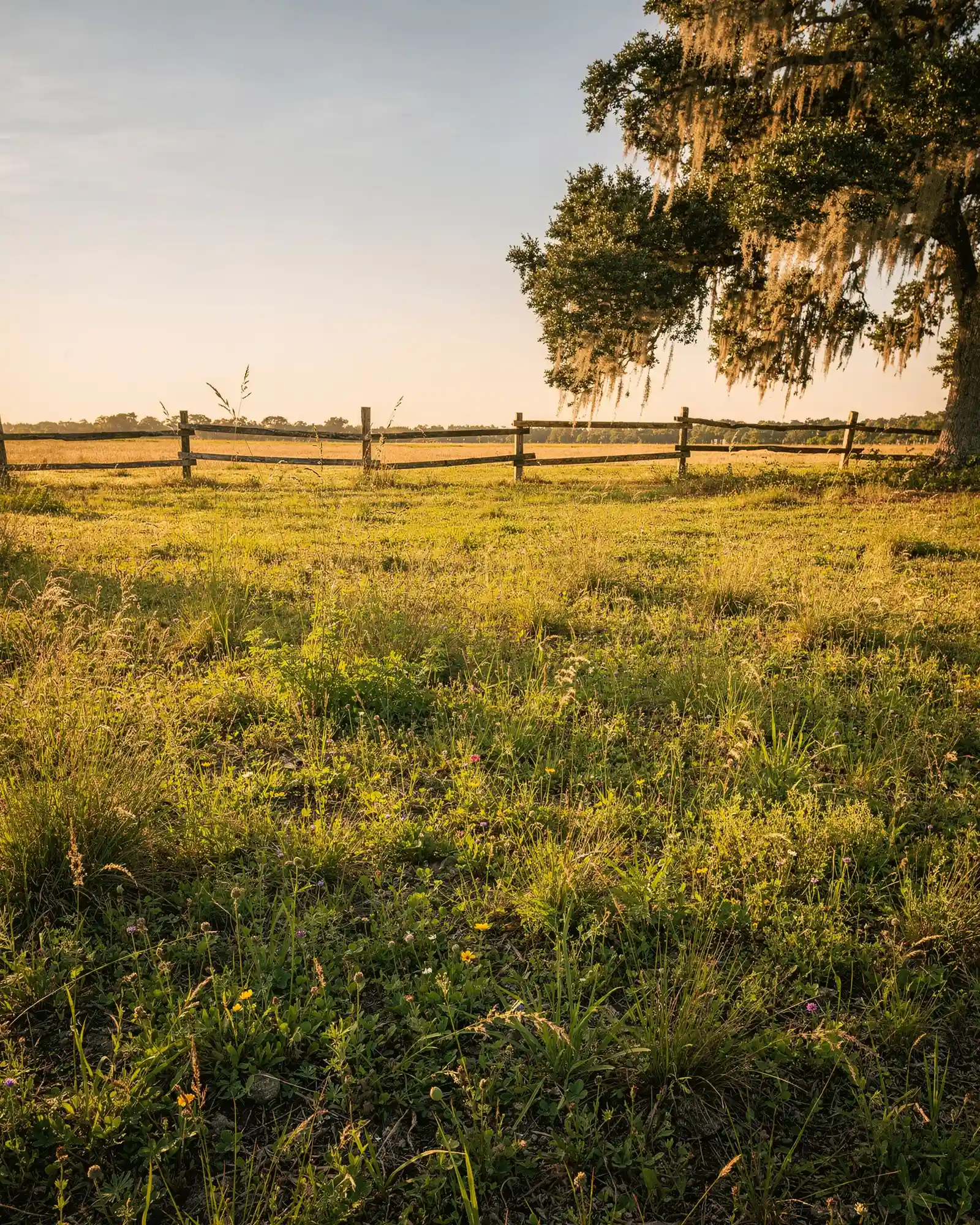 Open Florida pasture at Blue Grotto Ranch