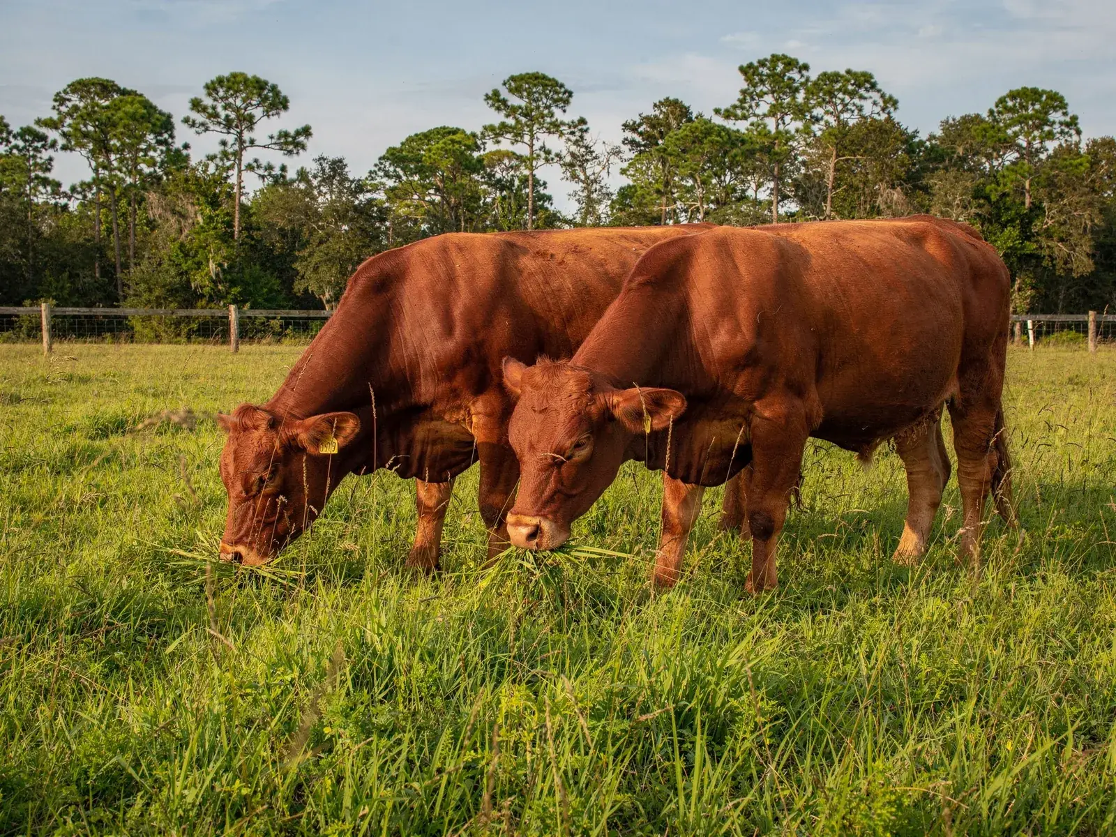 Cattle grazing tall green pasture grass at Blue Grotto Ranch in Williston, Florida