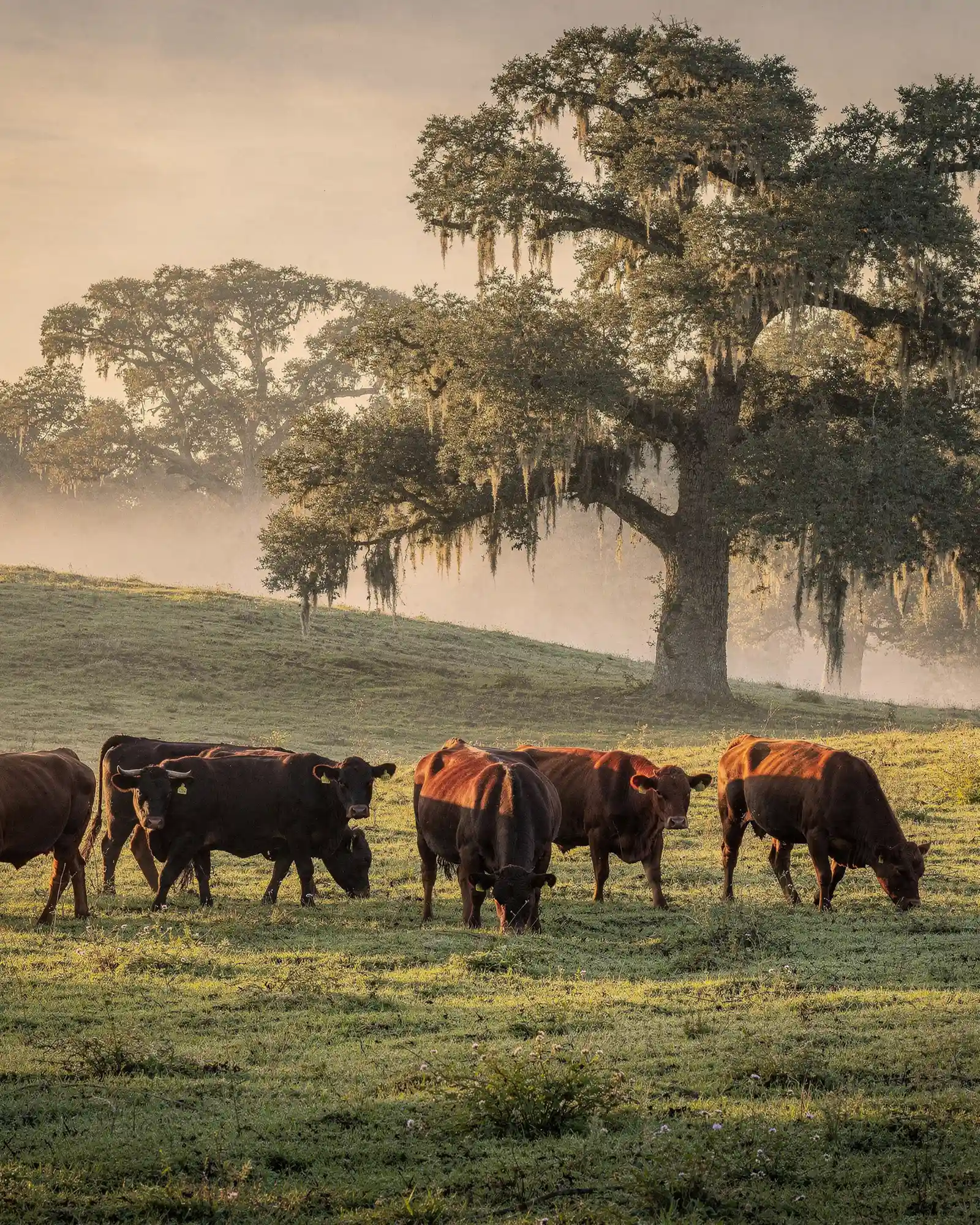 Blue Grotto Beef cattle on Florida pasture