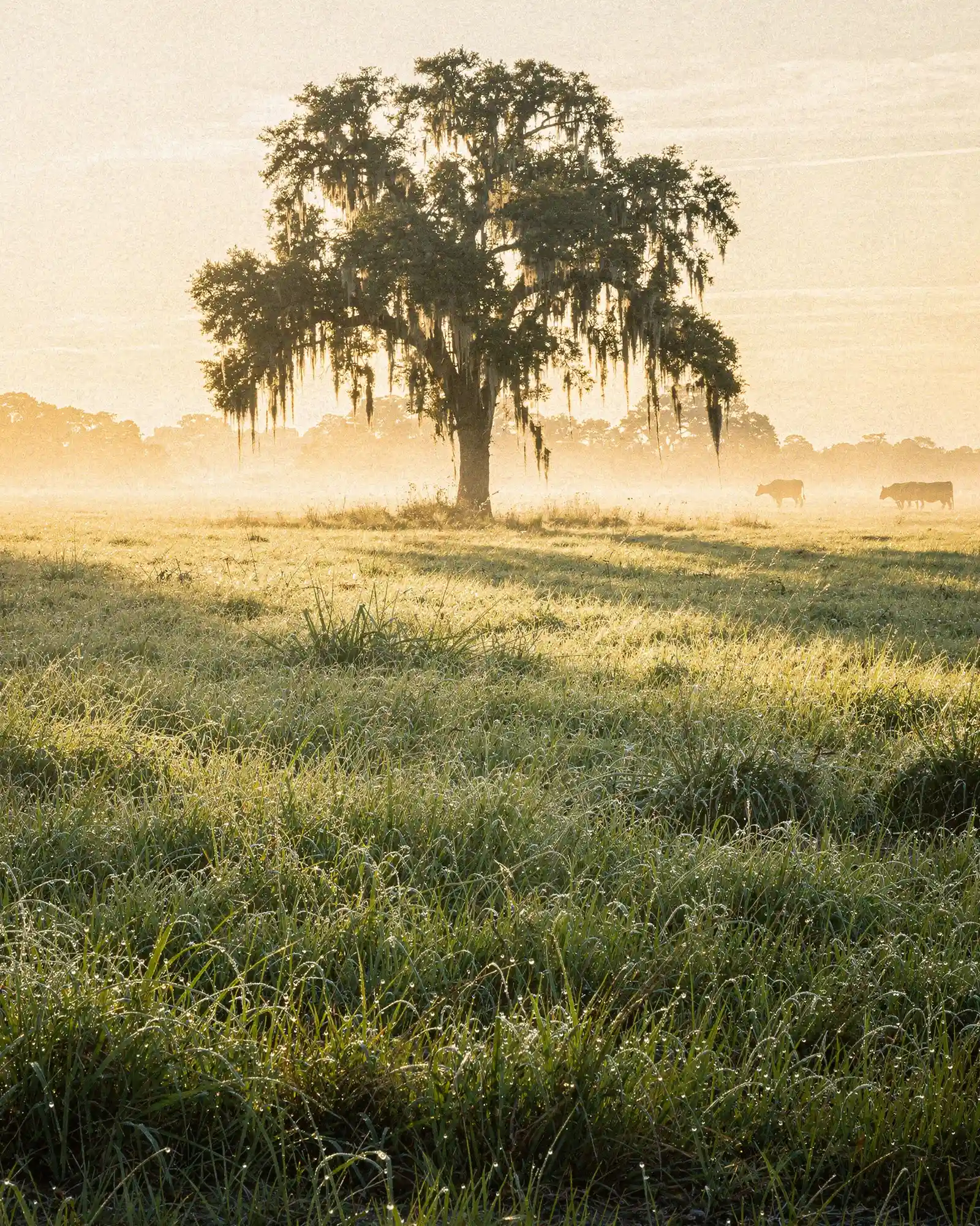 Cattle grazing on open Florida pasture